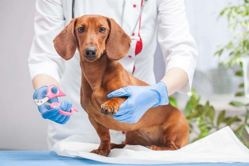 Dog Nail Clipping at K9 Clinics in London