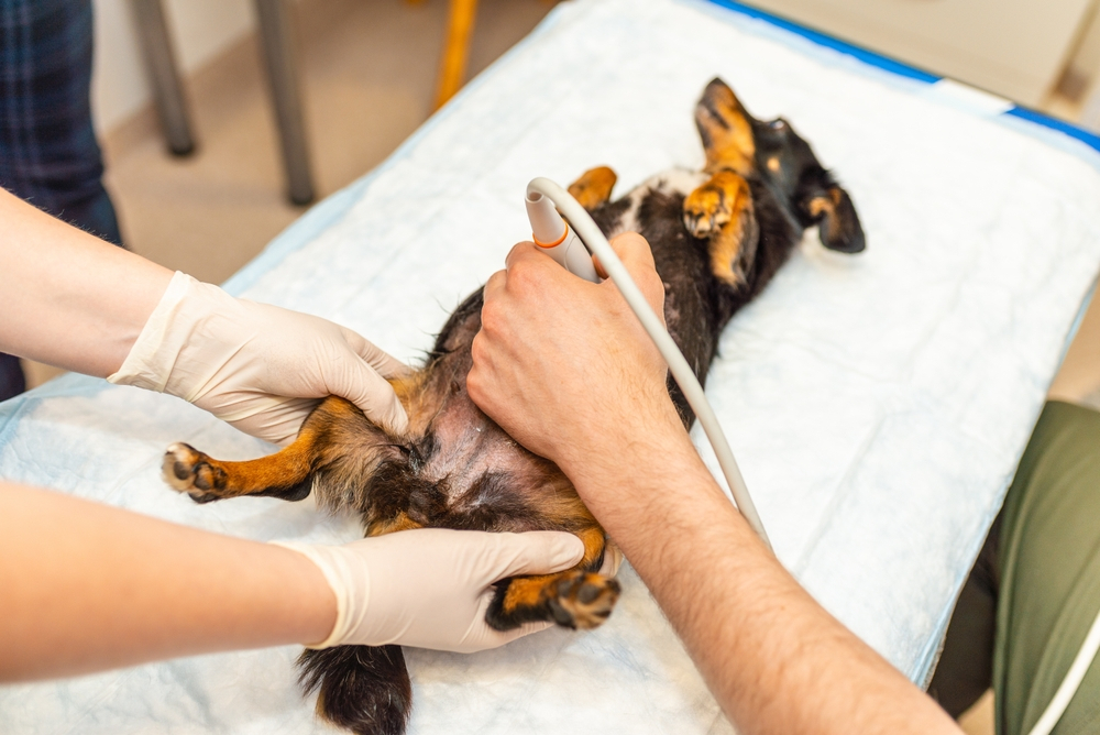 Dog Pregnancy Scanning at K9 clinics in London