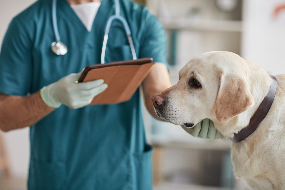 Dog Reverse Progesterone Testing​ at K9 Clinics in London