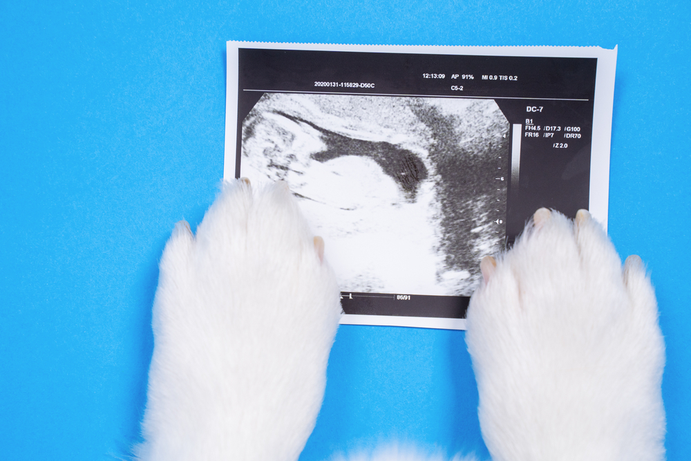 Dog Ultra Scan Test at K9 Clinics in London