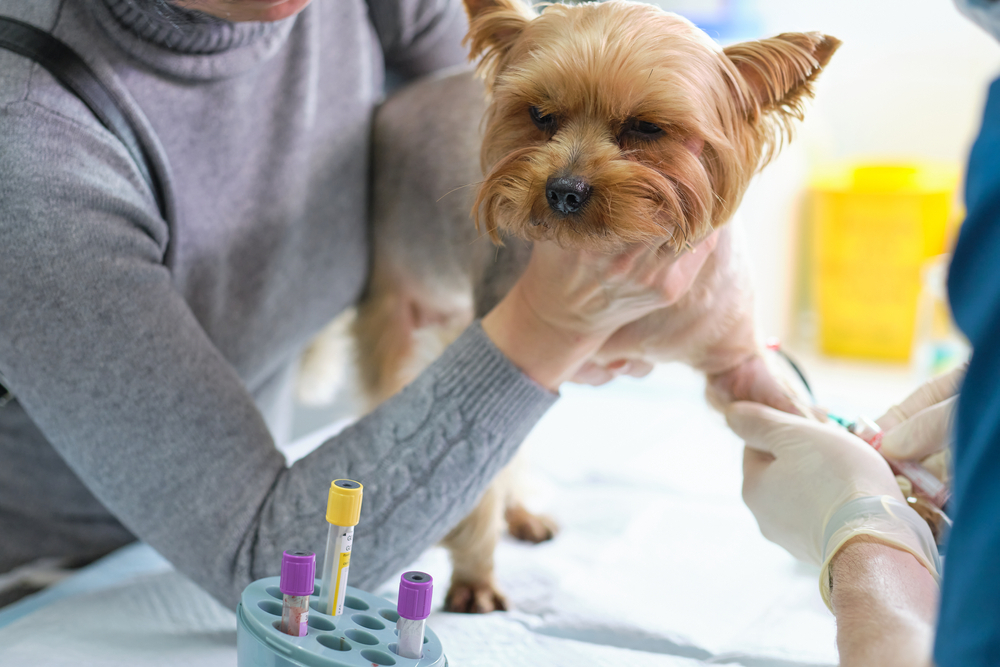 Dog Blood Testing at K9 clinics