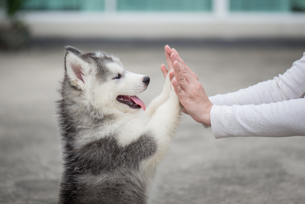 Dog Boarding at K9 Clinics