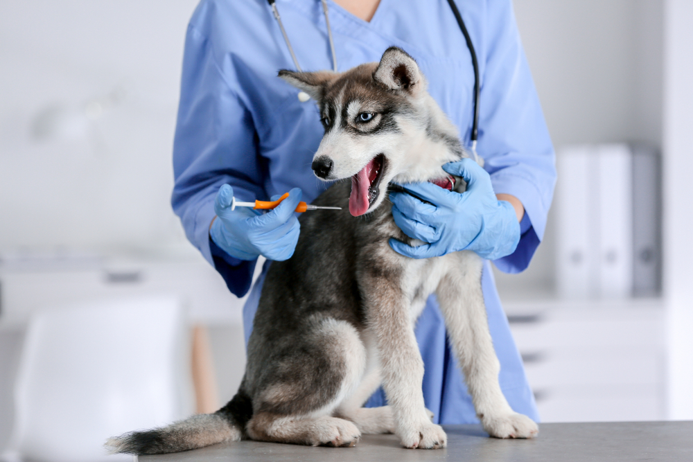 Micro Chipping Service at K9 Clinics in London