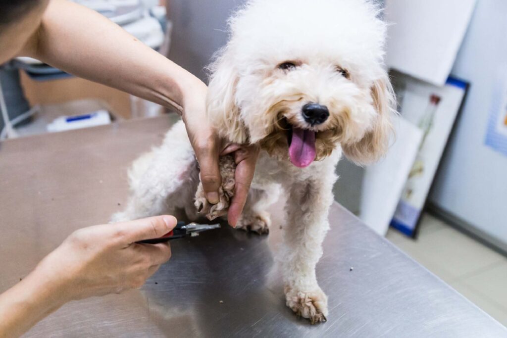 Nail Trimming and Paw Care