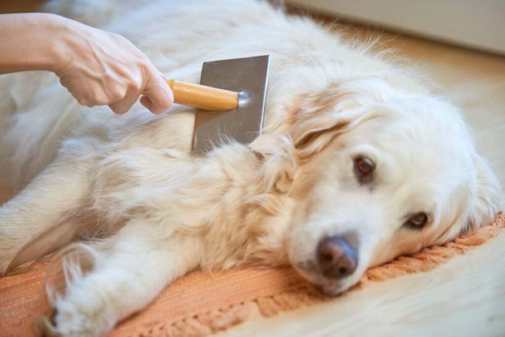 Managing Shedding