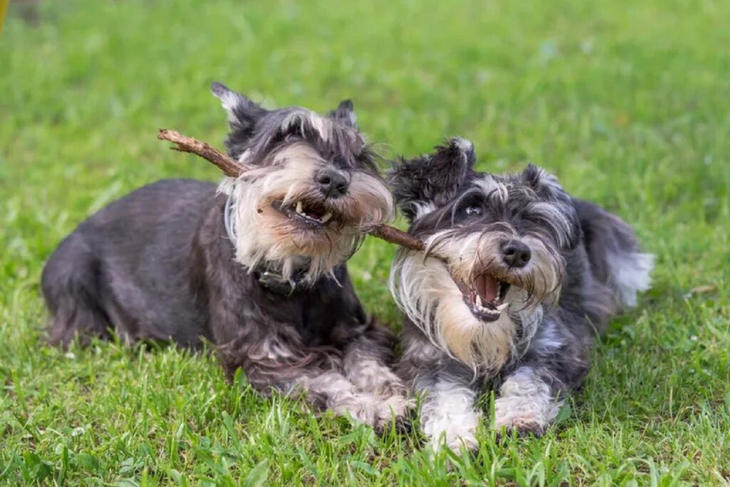 Dog Breed-Specific Grooming