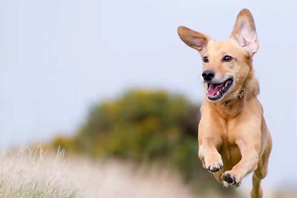 A Happier and Healthier Dog