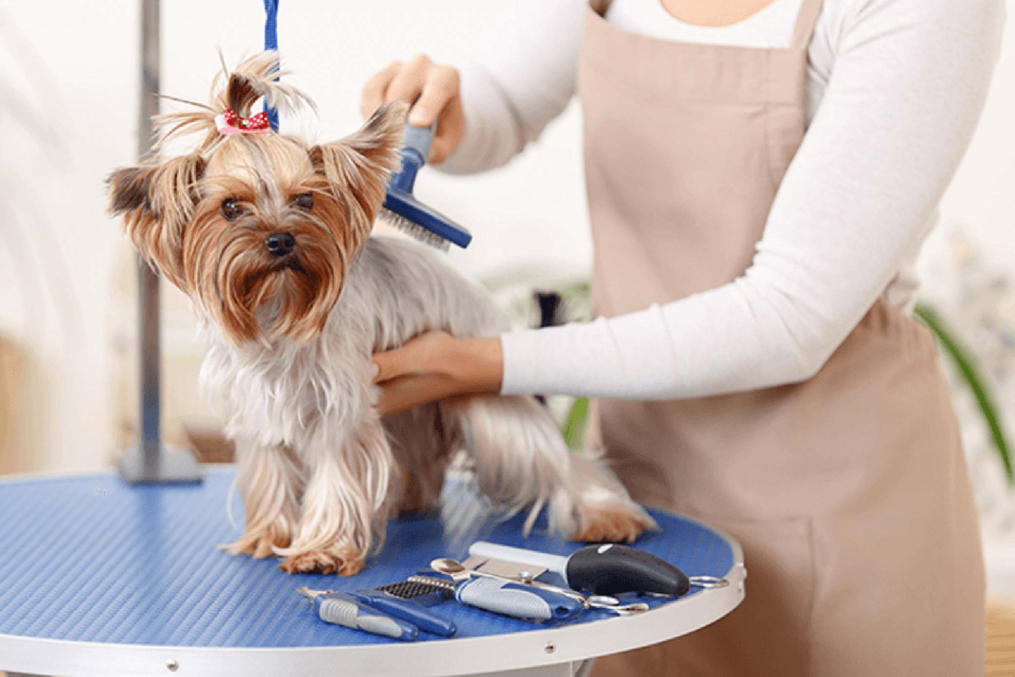 Professional Dog Grooming