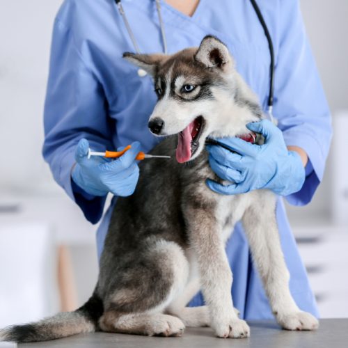 Micro Chipping Service at K9 Clinics in London